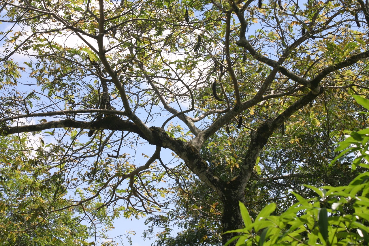 flying nature plants free photo