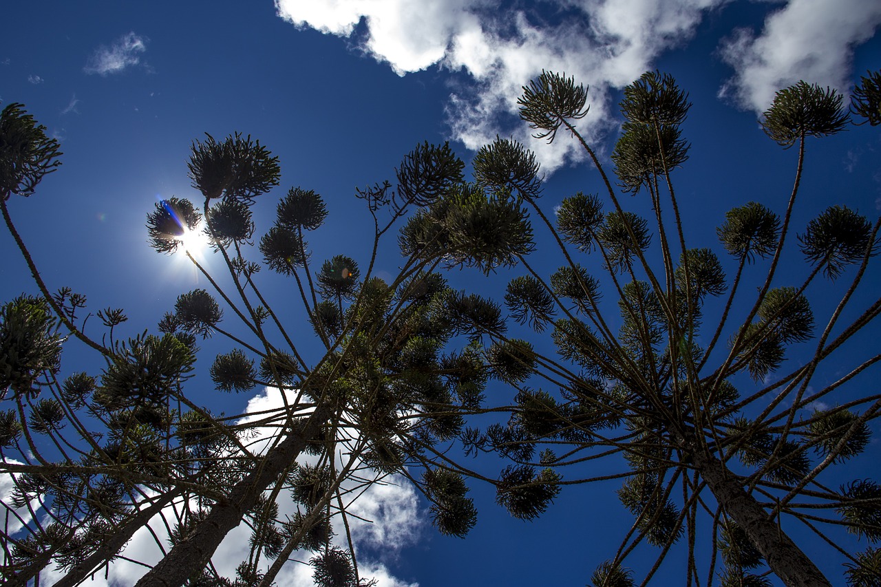 flying araucaria nature free photo