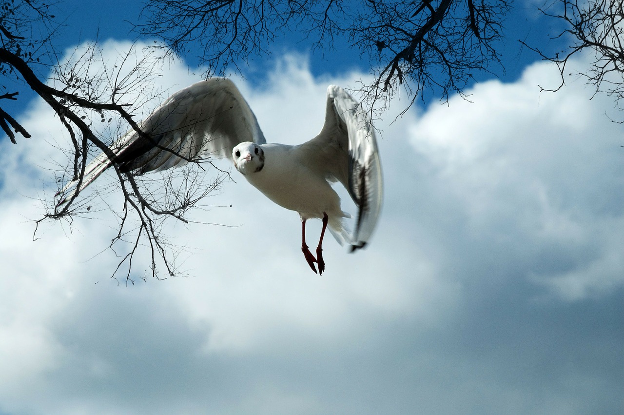 flying seagull feathered free photo