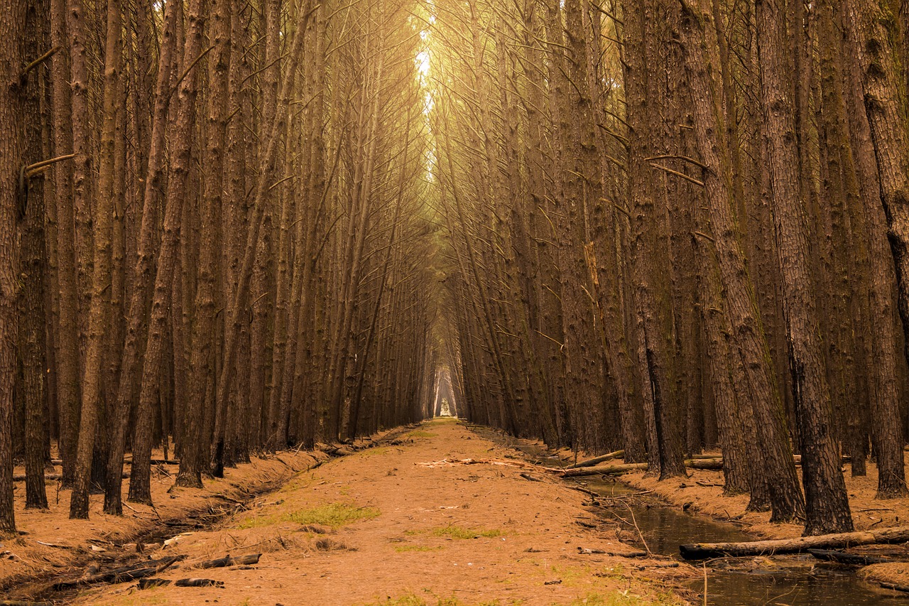 flying forest path free photo