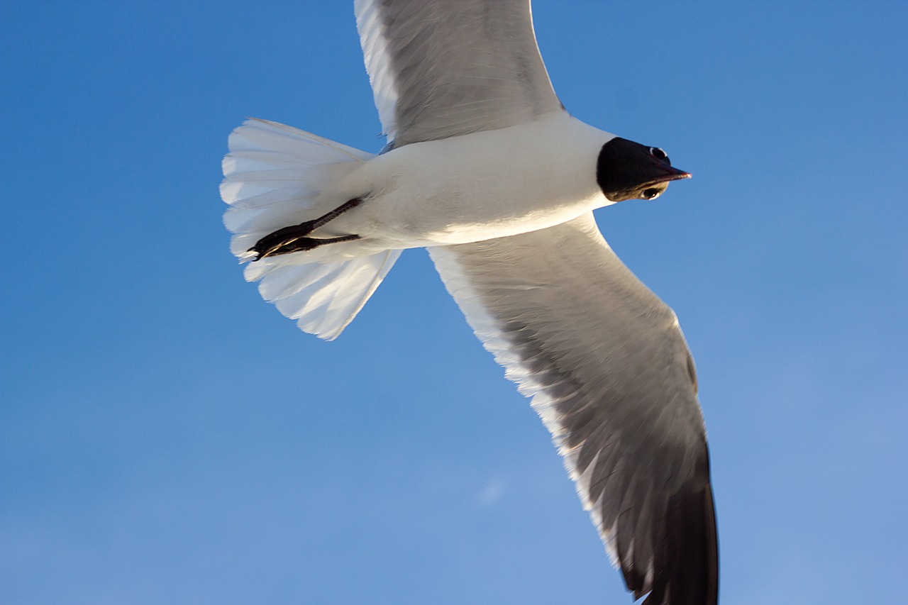 flying seagull gull free photo