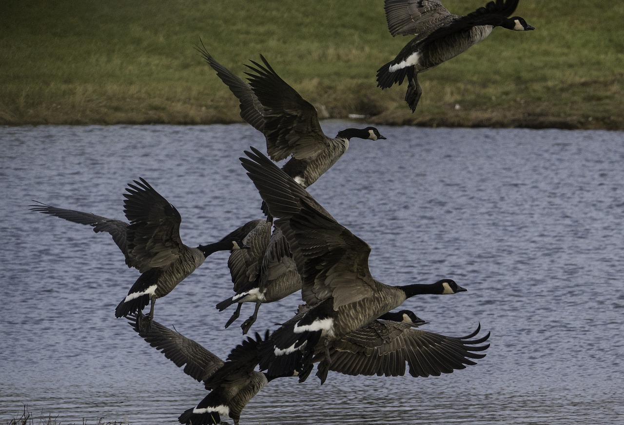 flying  geese  flight free photo