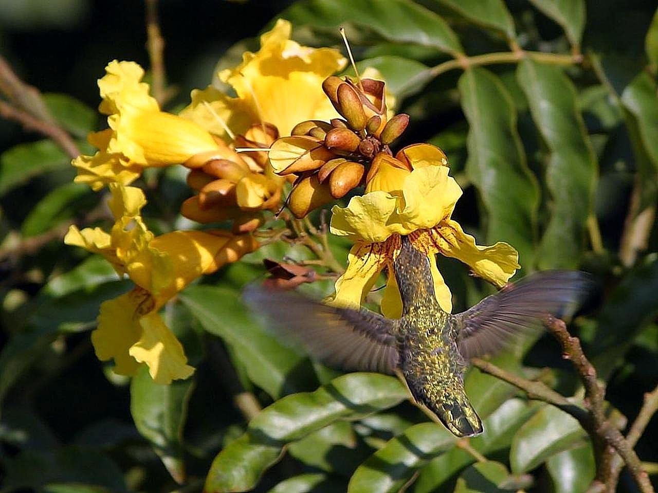 Flying flowers. Красивое животное перелетает с цветка на цветок. Цветы кустарники Колибри. Золотой полет растение. Жёлтая птичка питается нектаром.