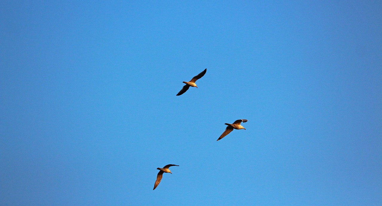 flying  birds flying  hummingbird free photo