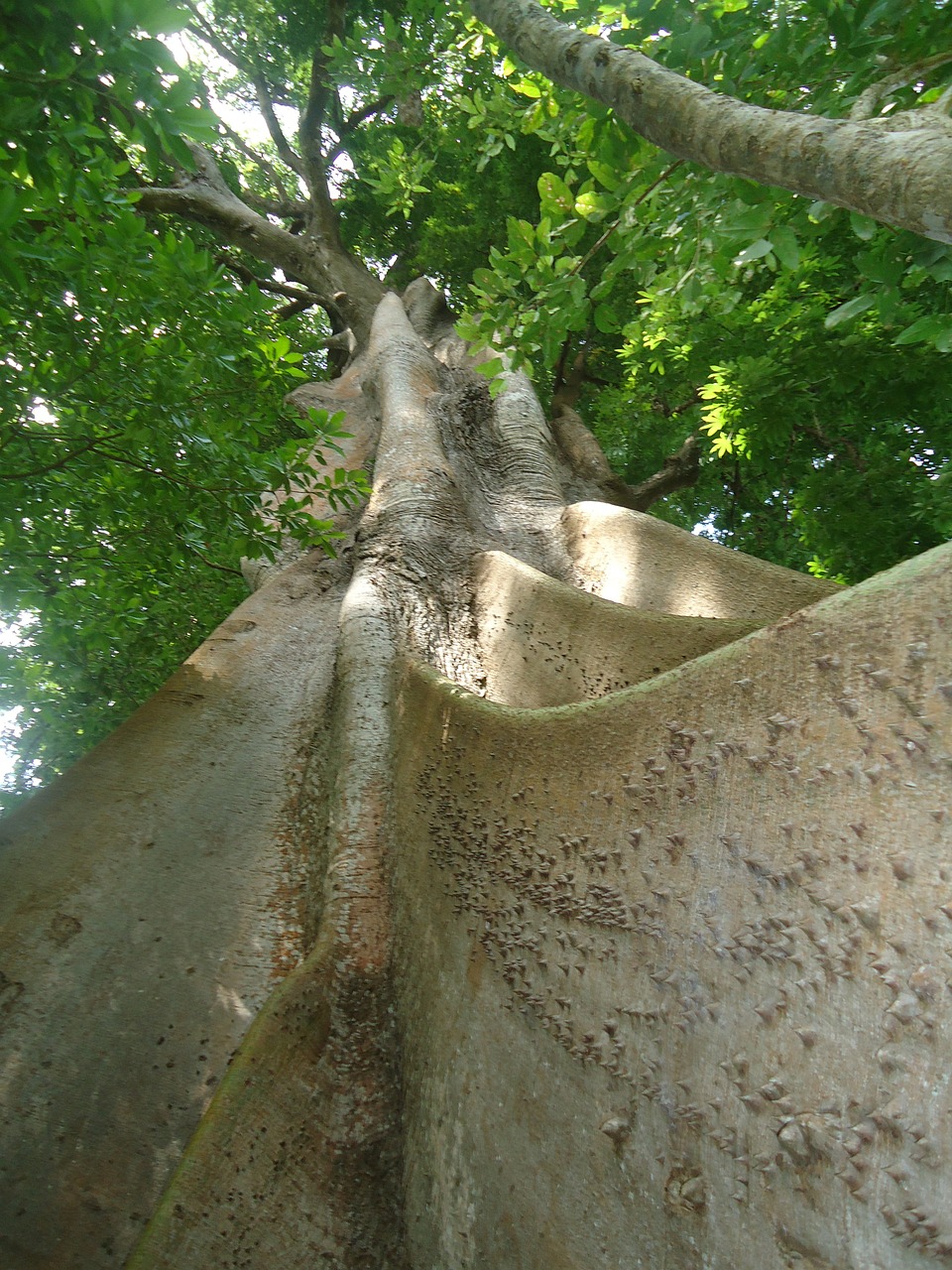 flying trunk forest free photo