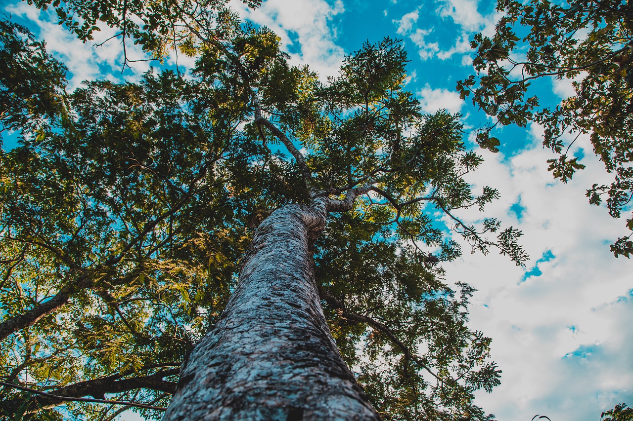 flying  cerrado  tree free photo