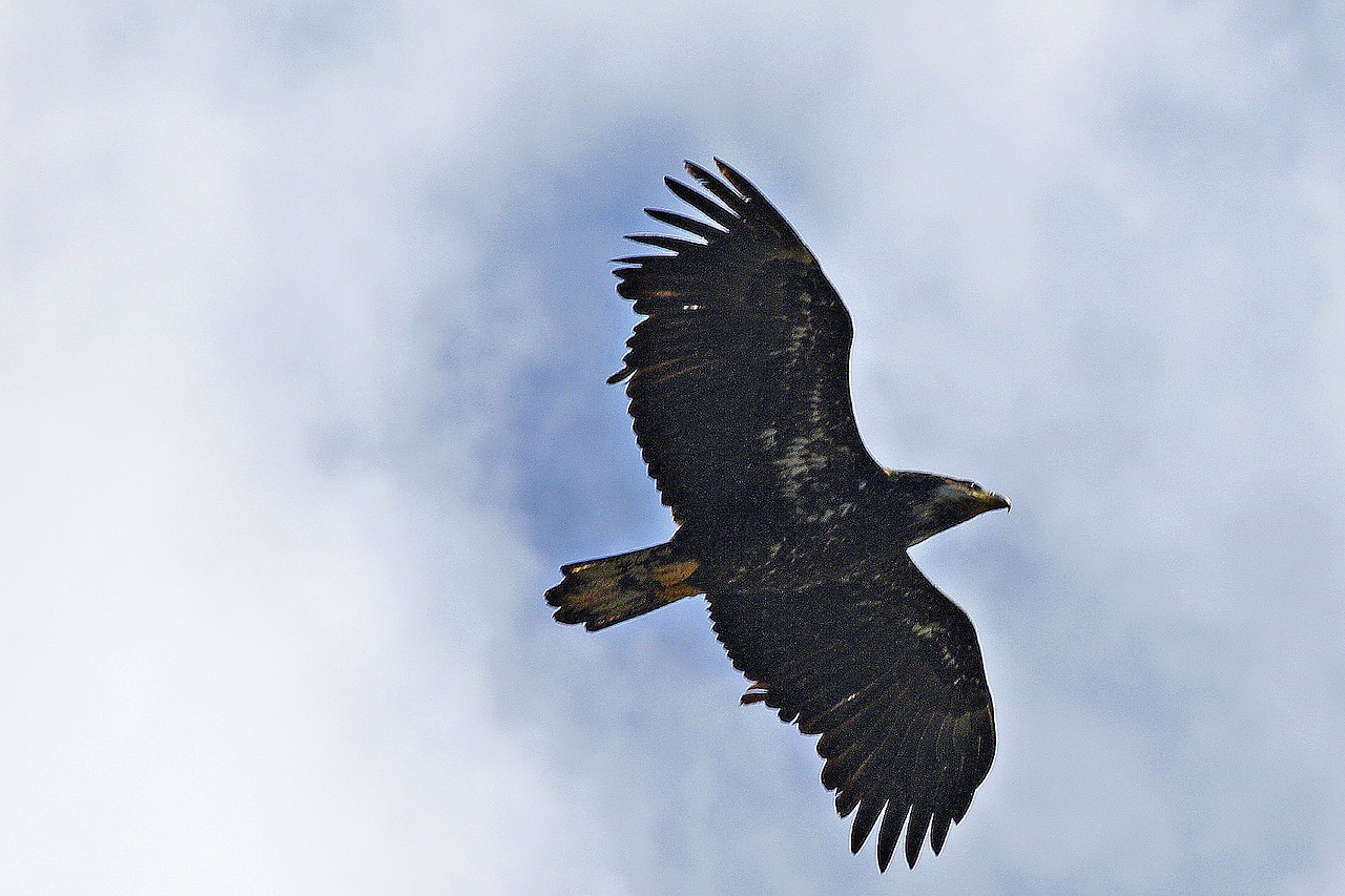 flying osprey raptor free photo