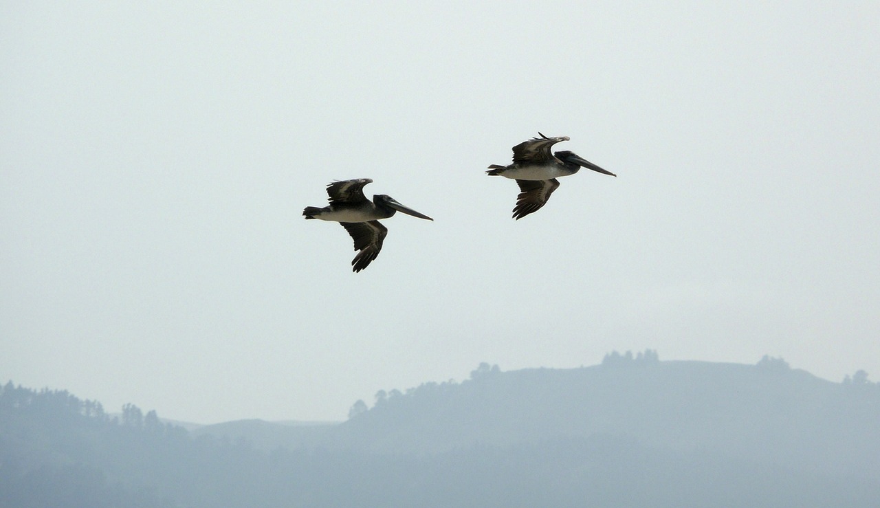 flying pelicans birds free photo