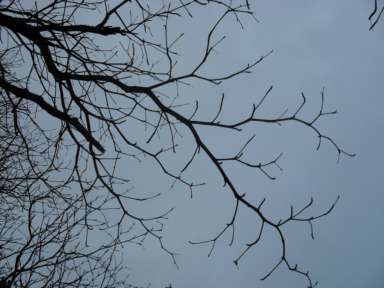 flying dry twigs nature old tree free photo