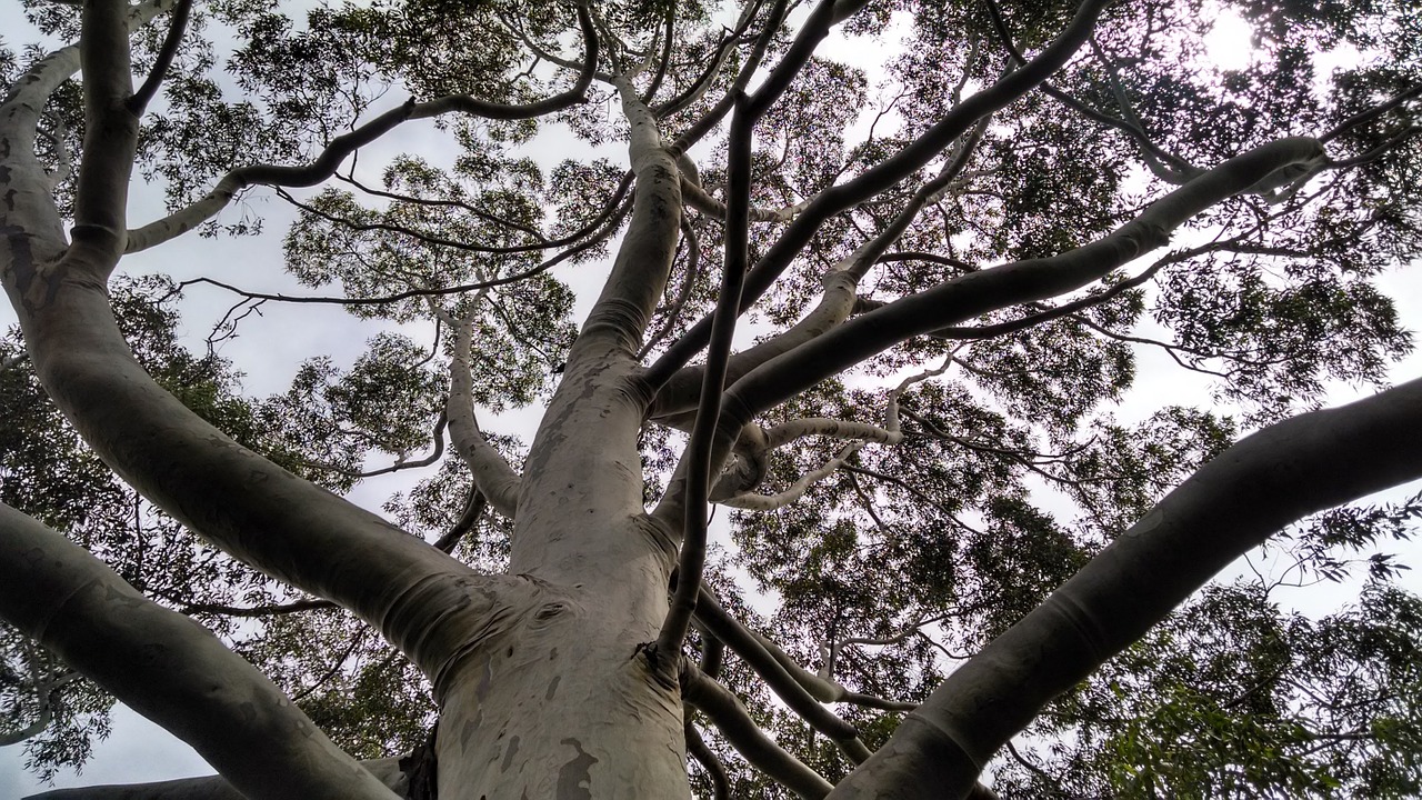 flying nature old tree free photo