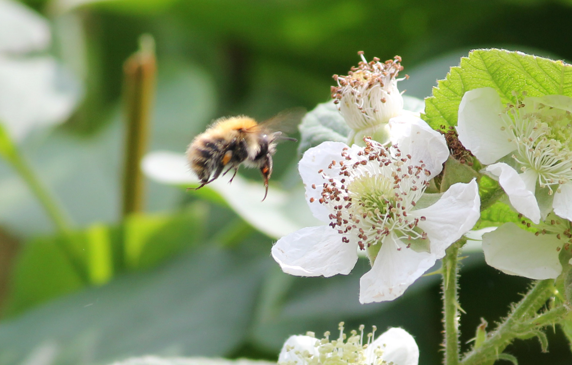 flower bee flying free photo