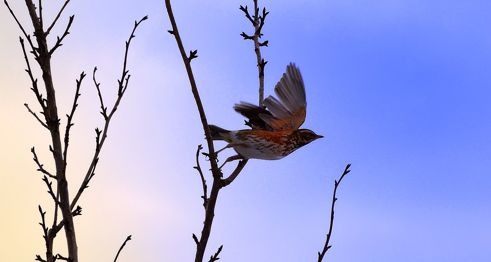 bird flight animal free photo