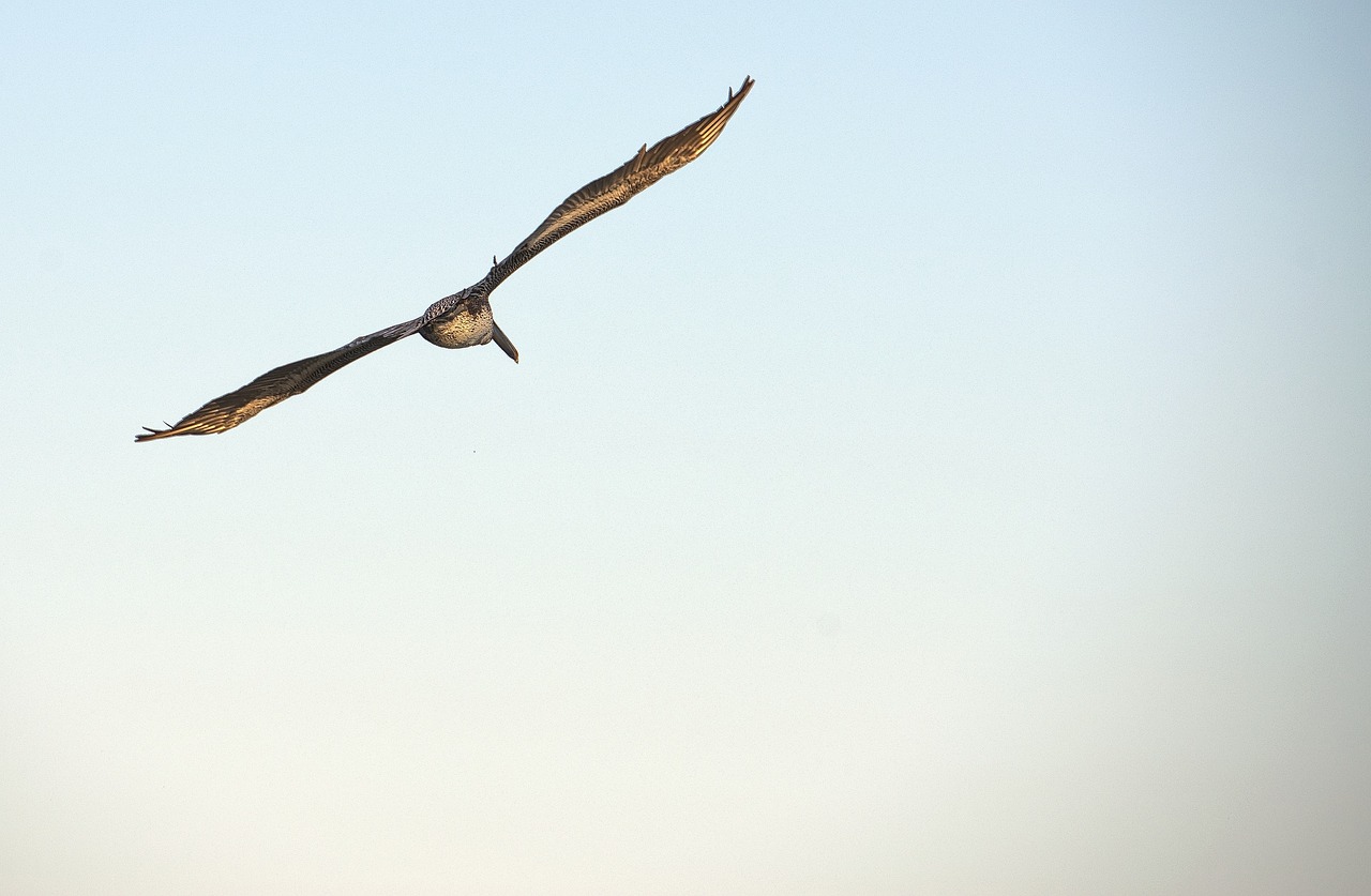 flying bird bird birds flying free photo