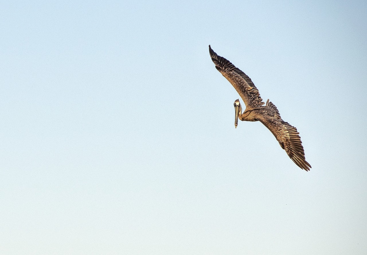 flying bird bird birds flying free photo