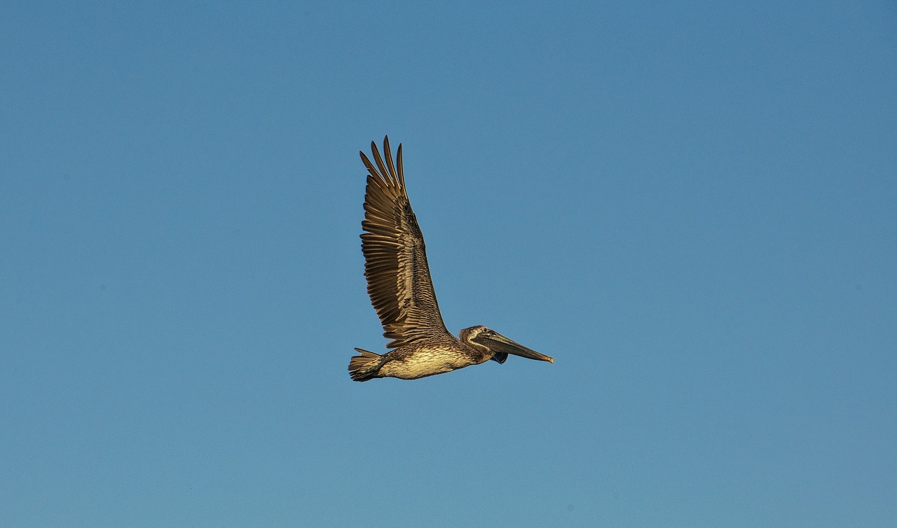 flying bird bird birds flying free photo