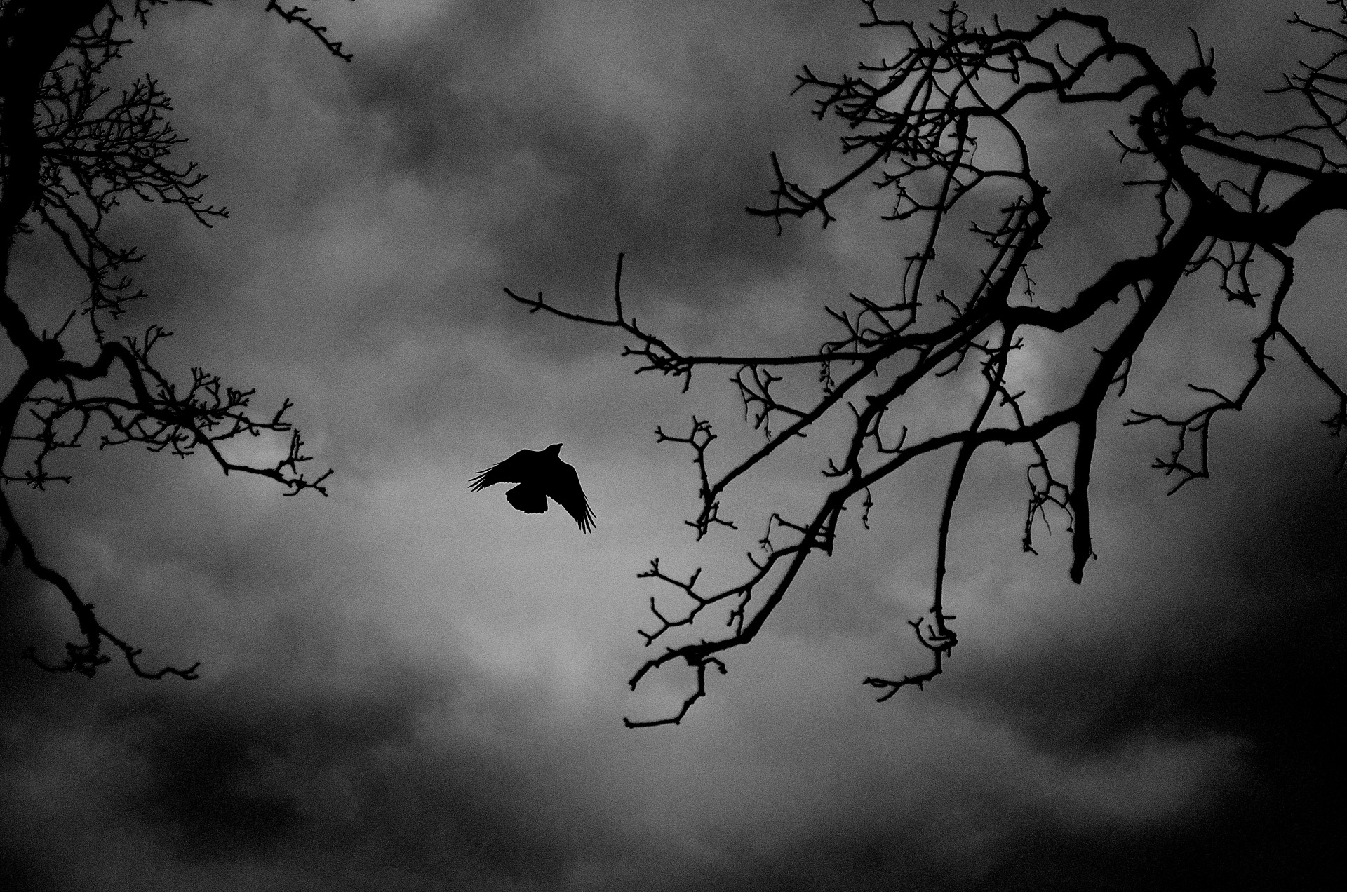 bird flight silhouette free photo