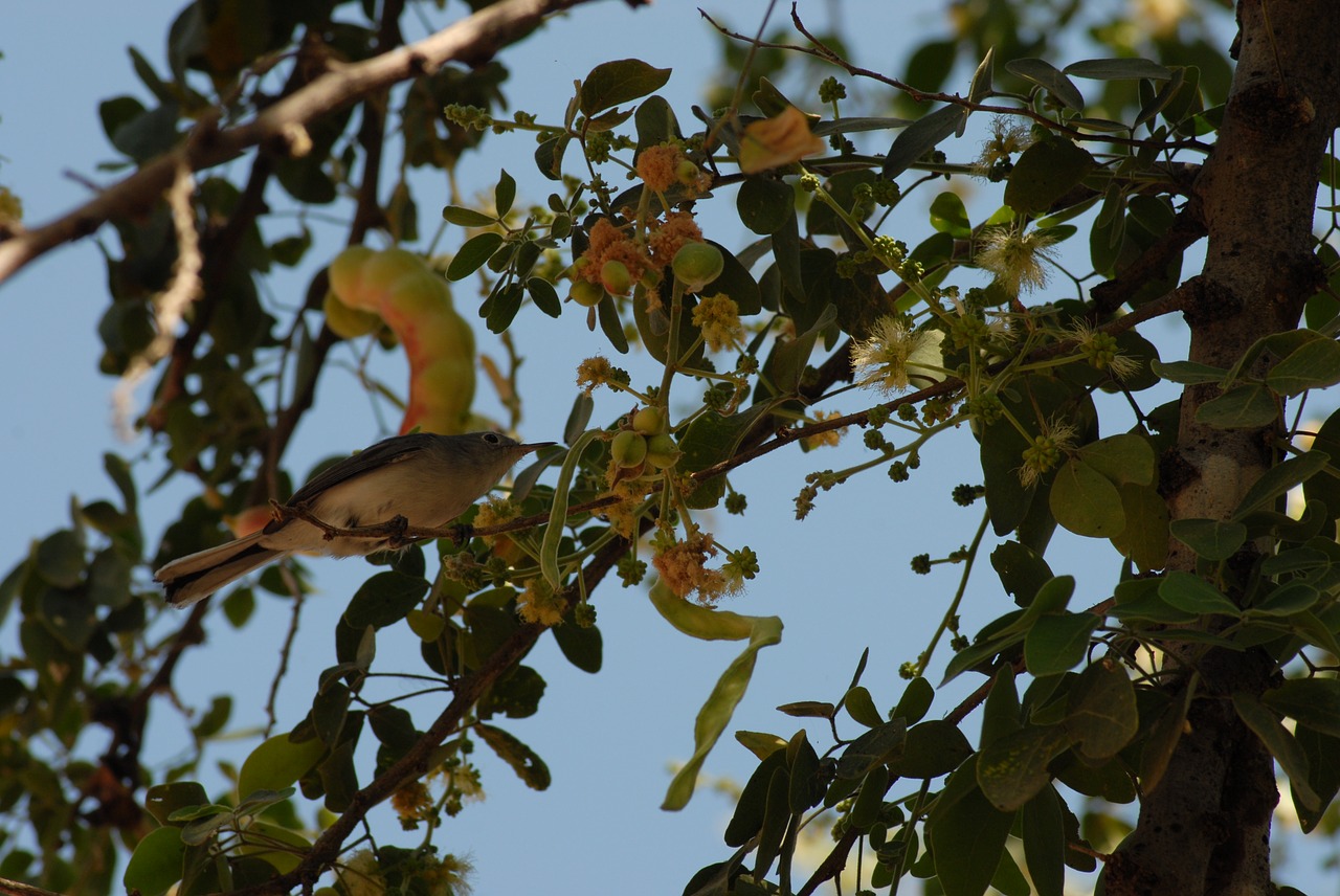 flying bird regional huamuchil tree free photo