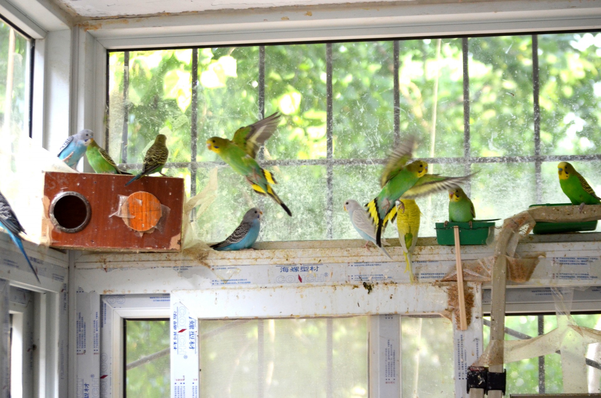 parakeets bird birds free photo