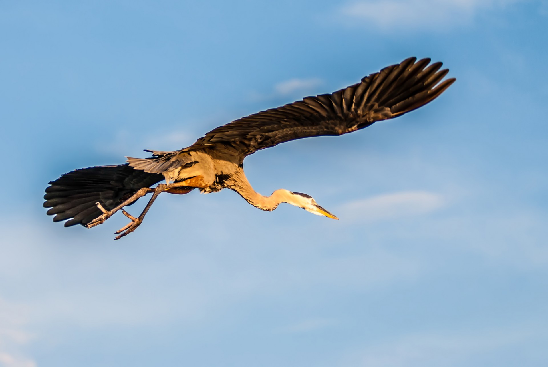 flying blue heron free photo