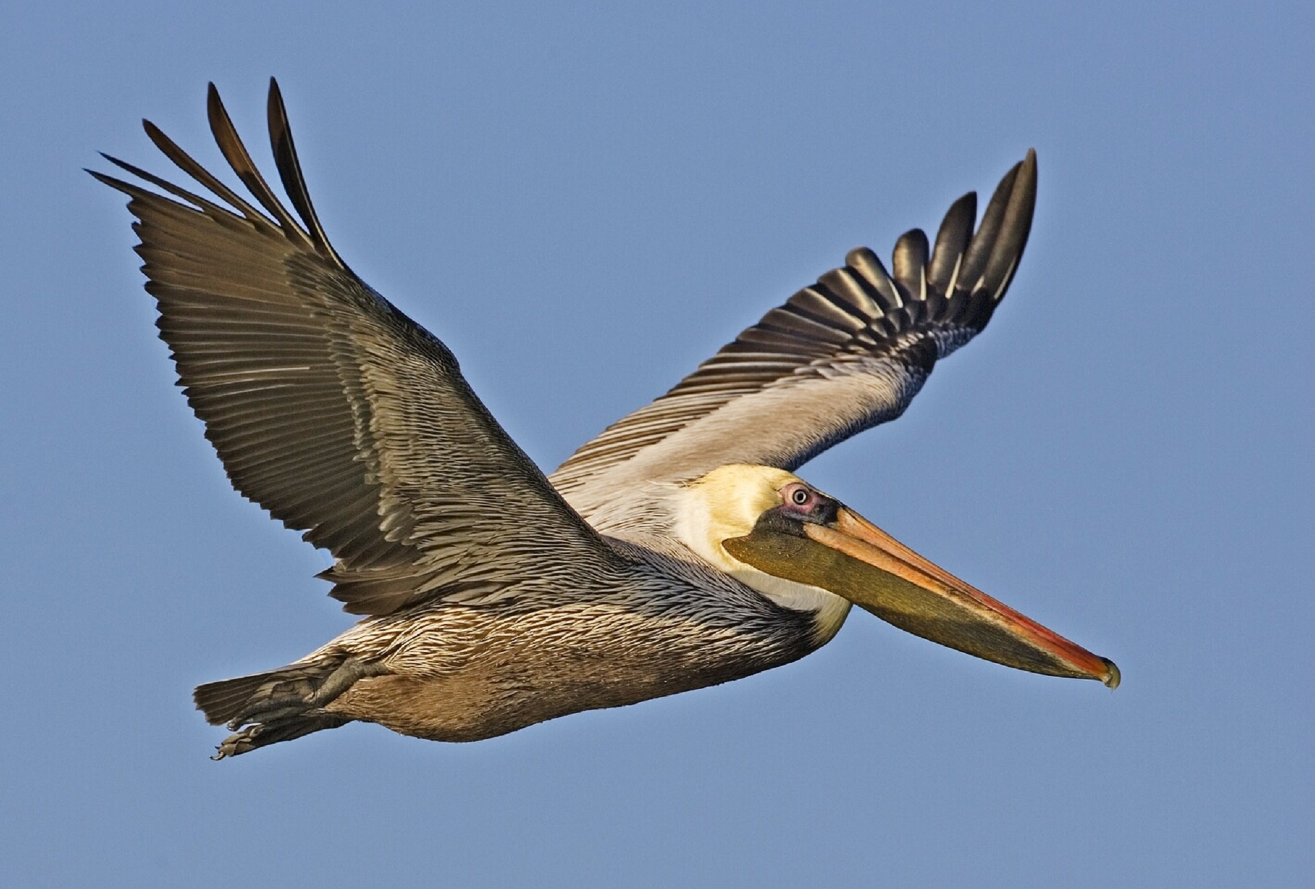 brown pelican flying bird free photo