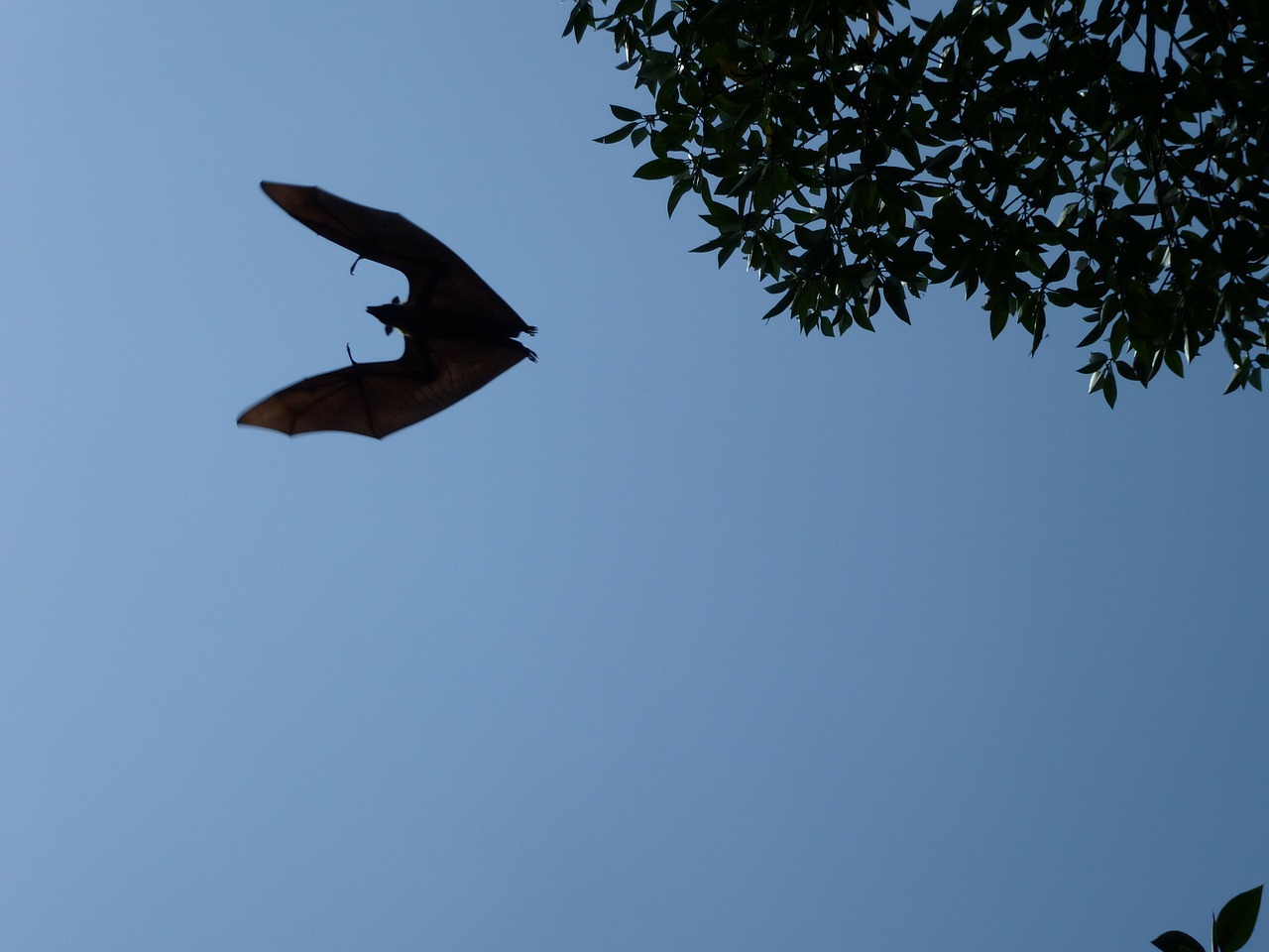 flying dog sri lanka fly free photo