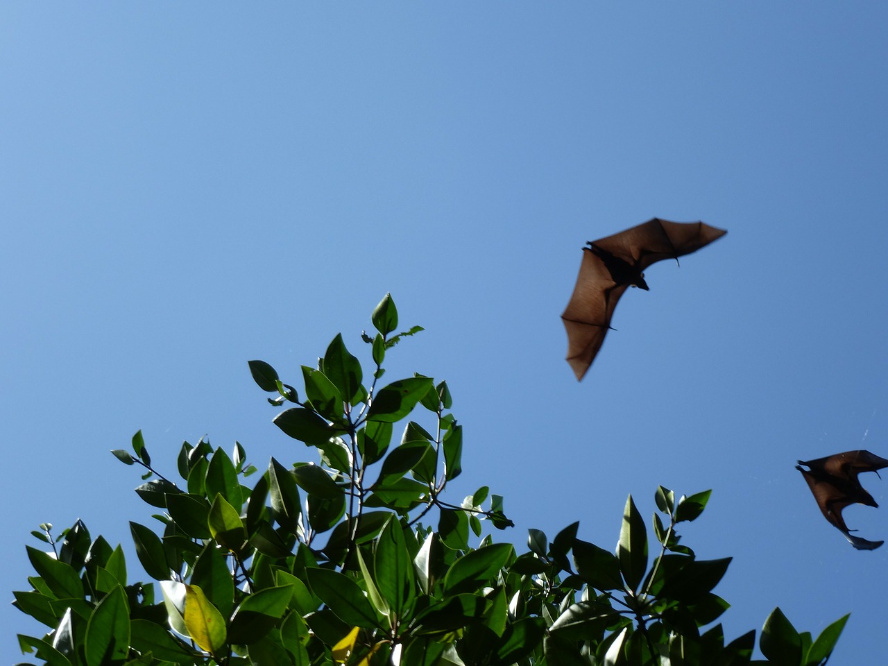 flying dog sri lanka fly free photo