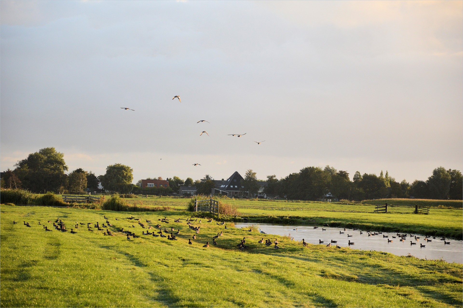 ducks birds flying free photo