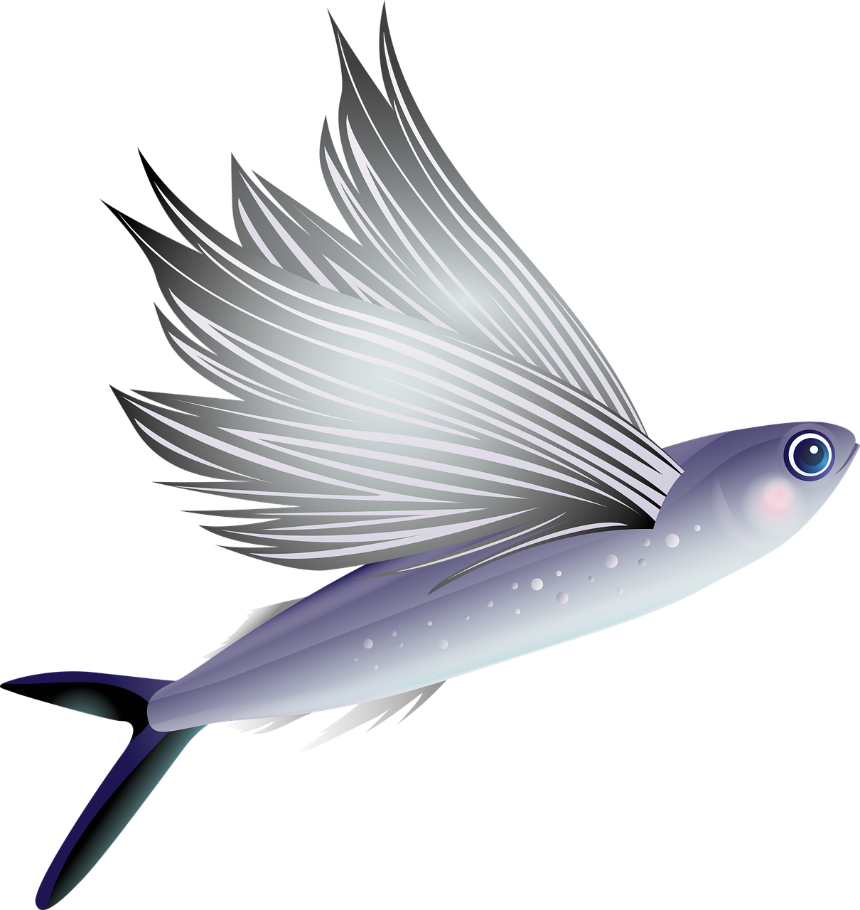 flying fish fish aquarium free photo