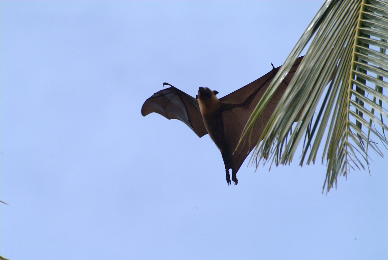 flying fox maldives free pictures free photo