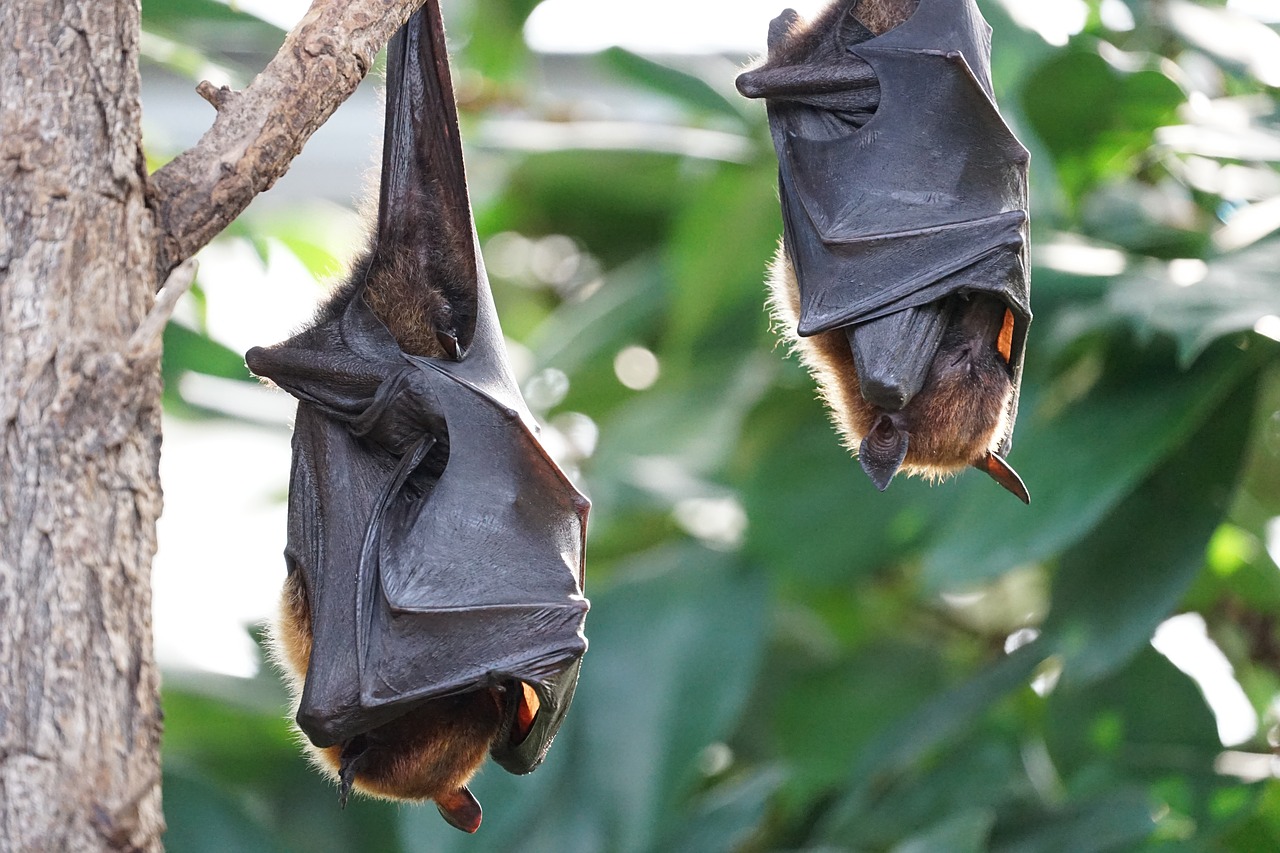 flying foxes,bat,tropical bat,free pictures, free photos, free images, royalty free, free illustrations, public domain