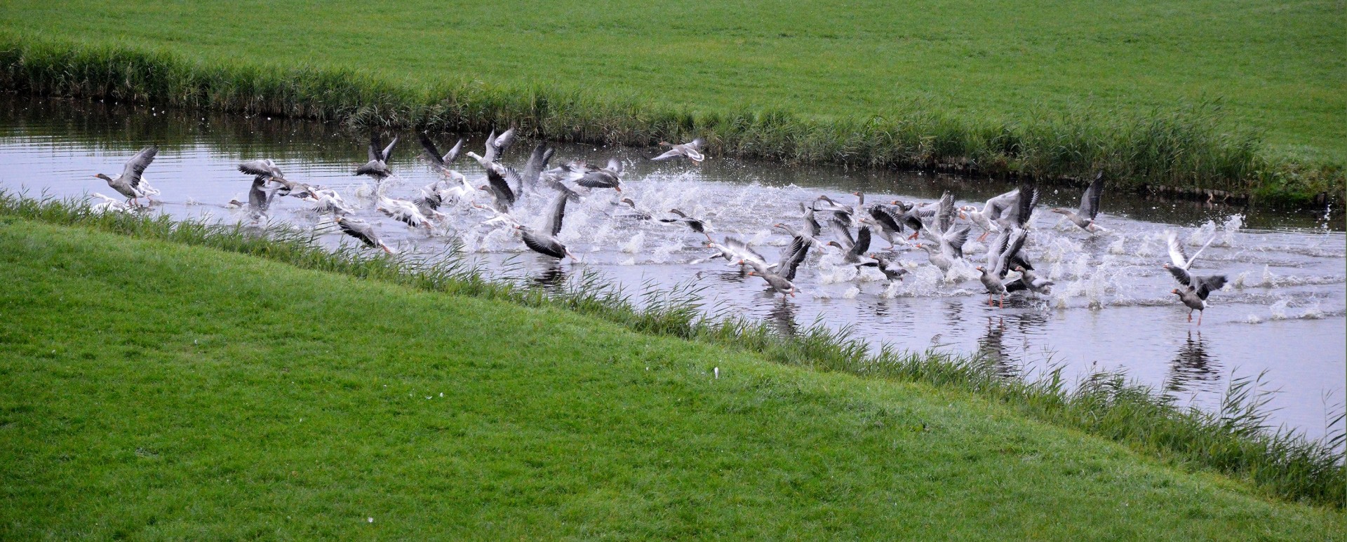 geese birds fly free photo