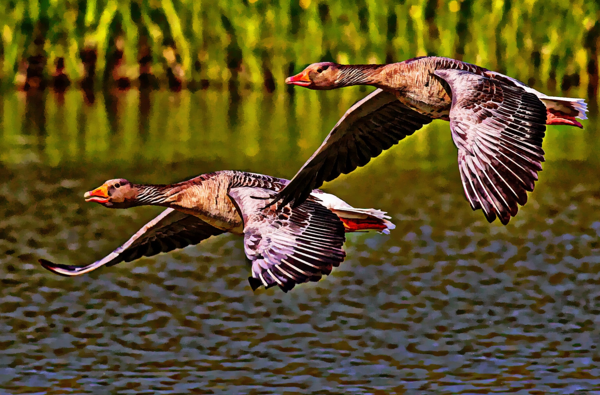 geese flying nature free photo