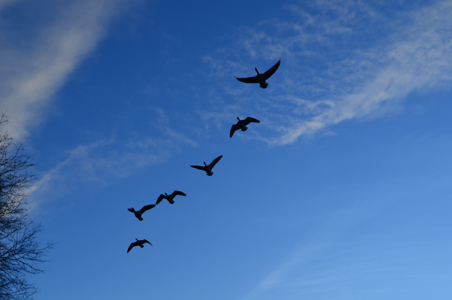 geese flock flight free photo