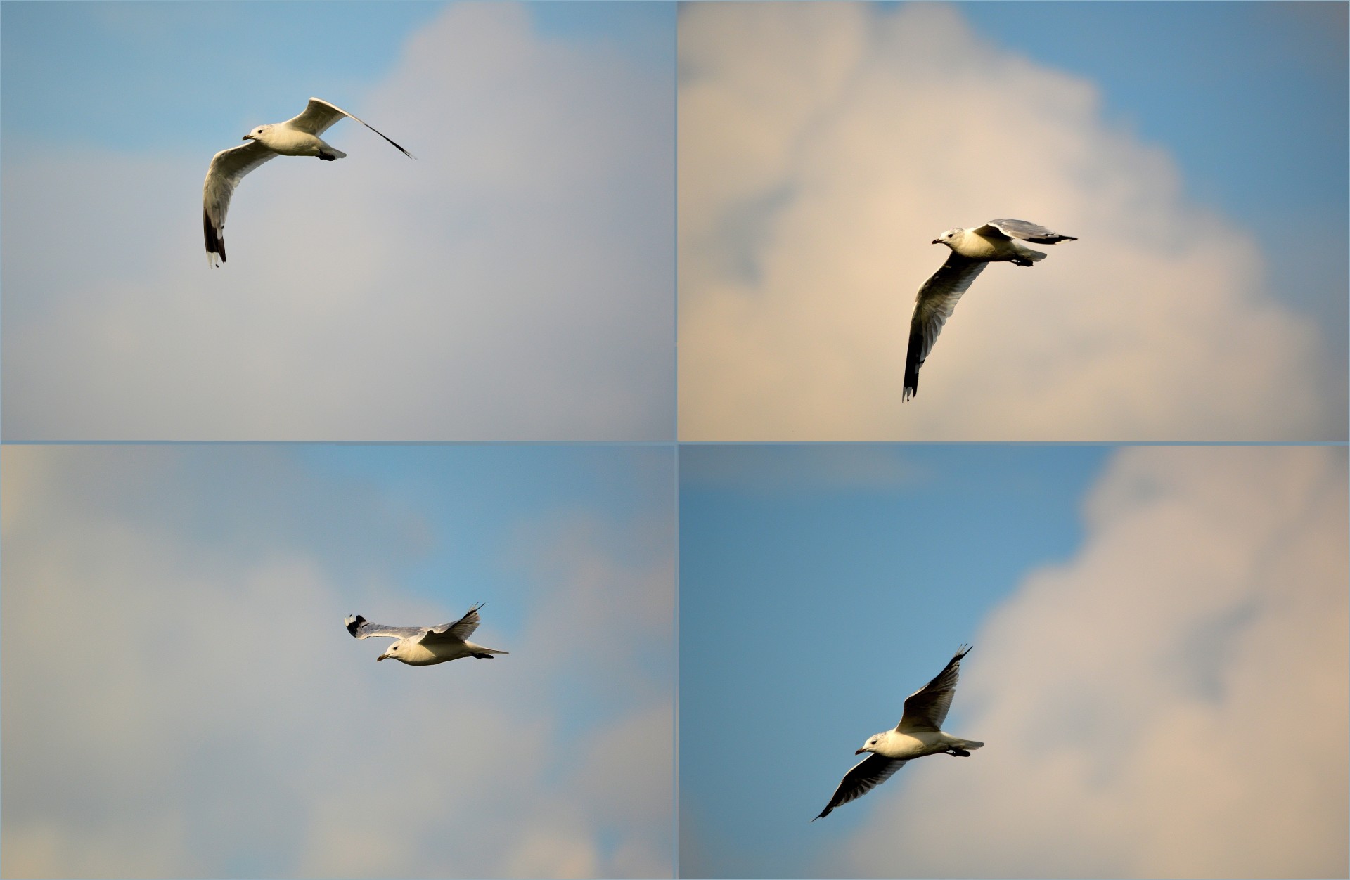 gull birds flying free photo