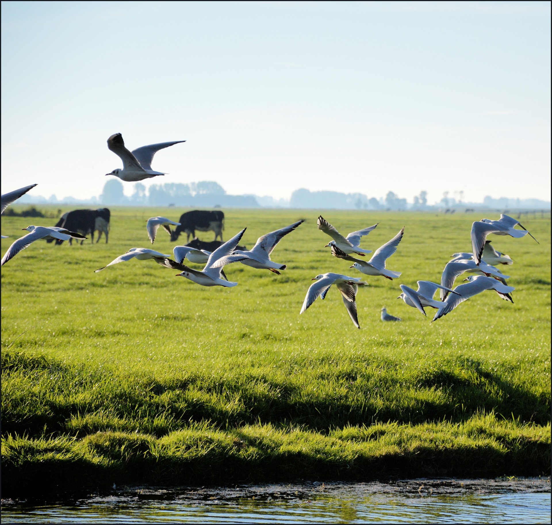 gull birds flying free photo