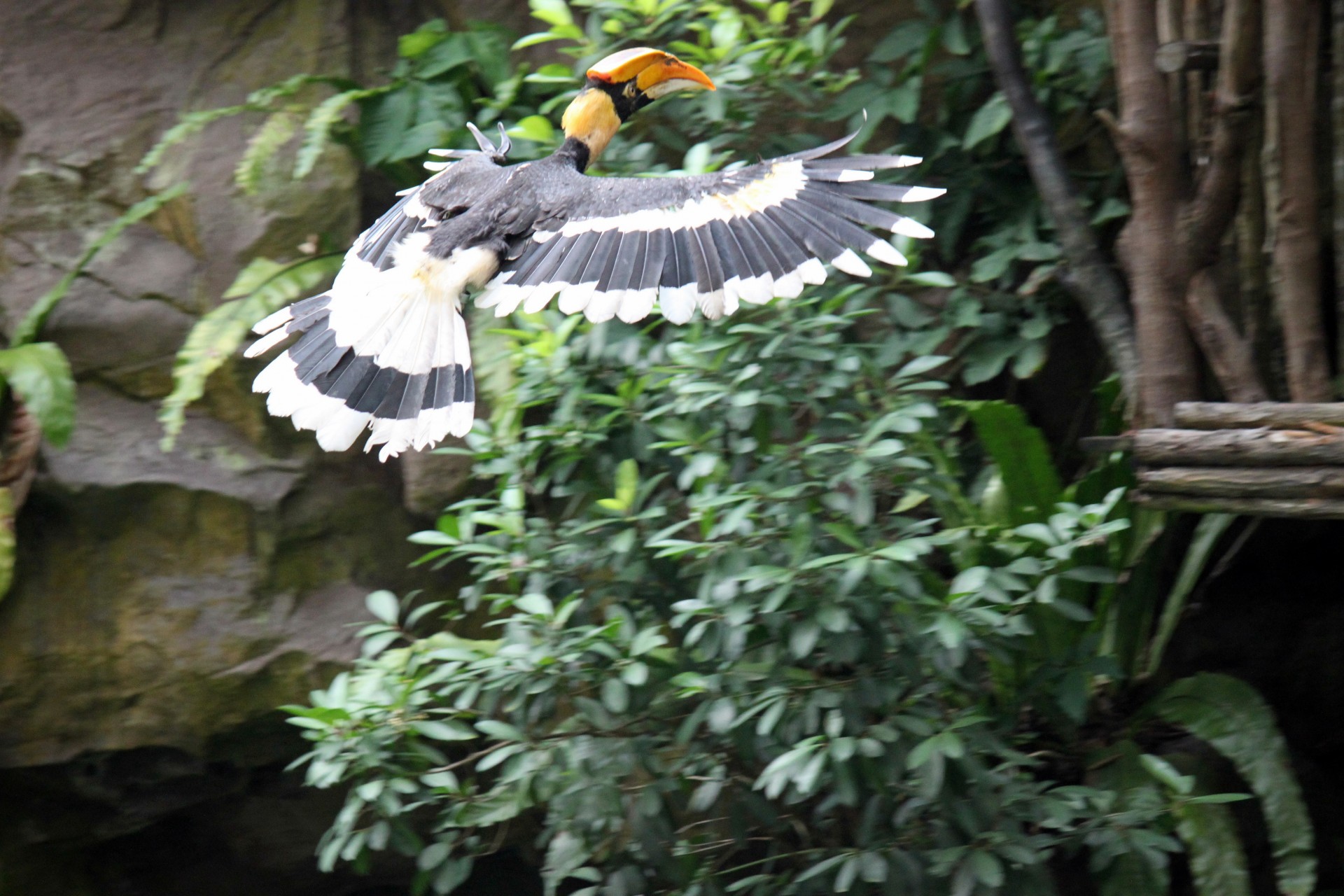 flying hornbills bird free photo