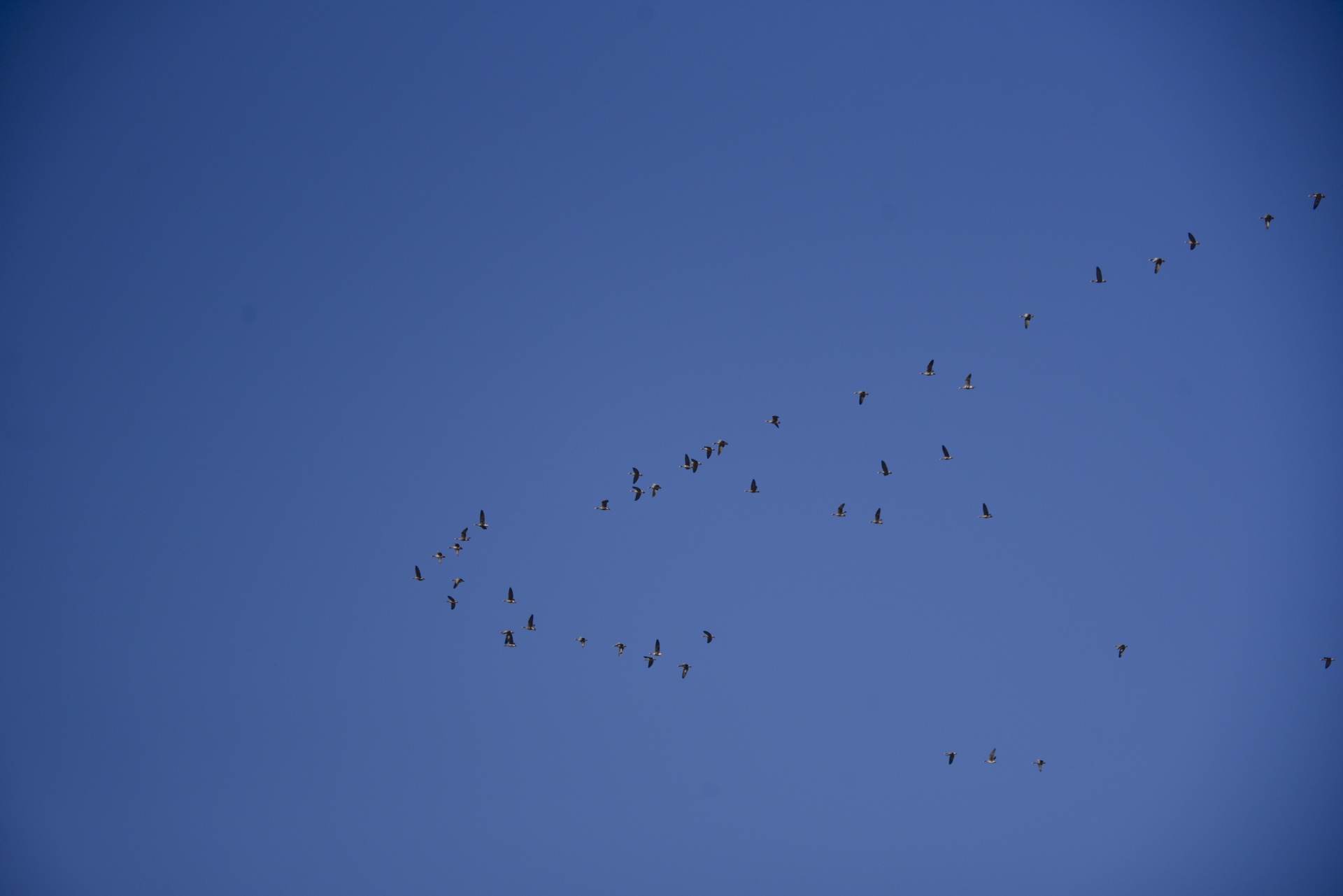 sandhill cranes flying formation free photo
