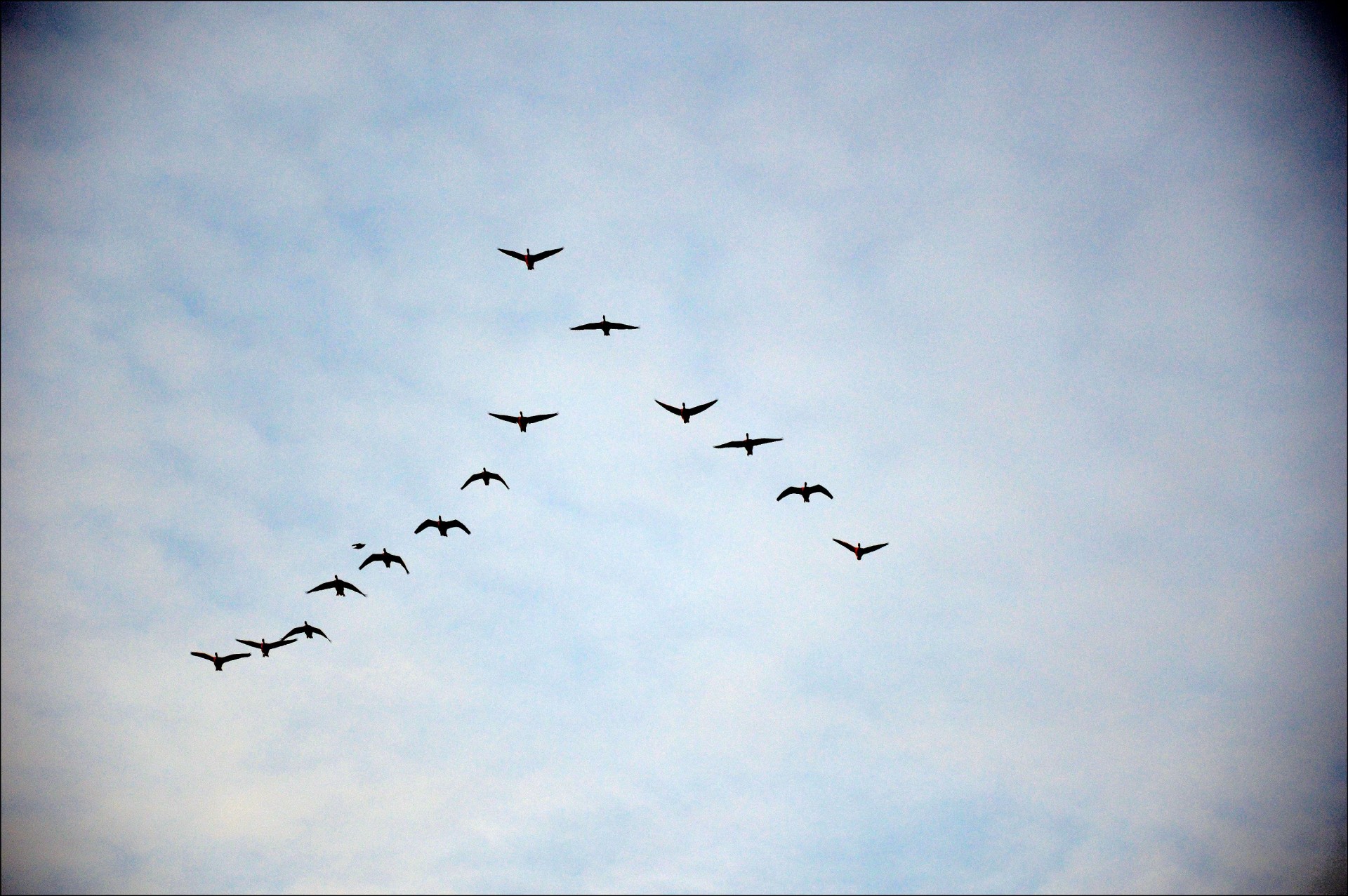 goose birds fly free photo
