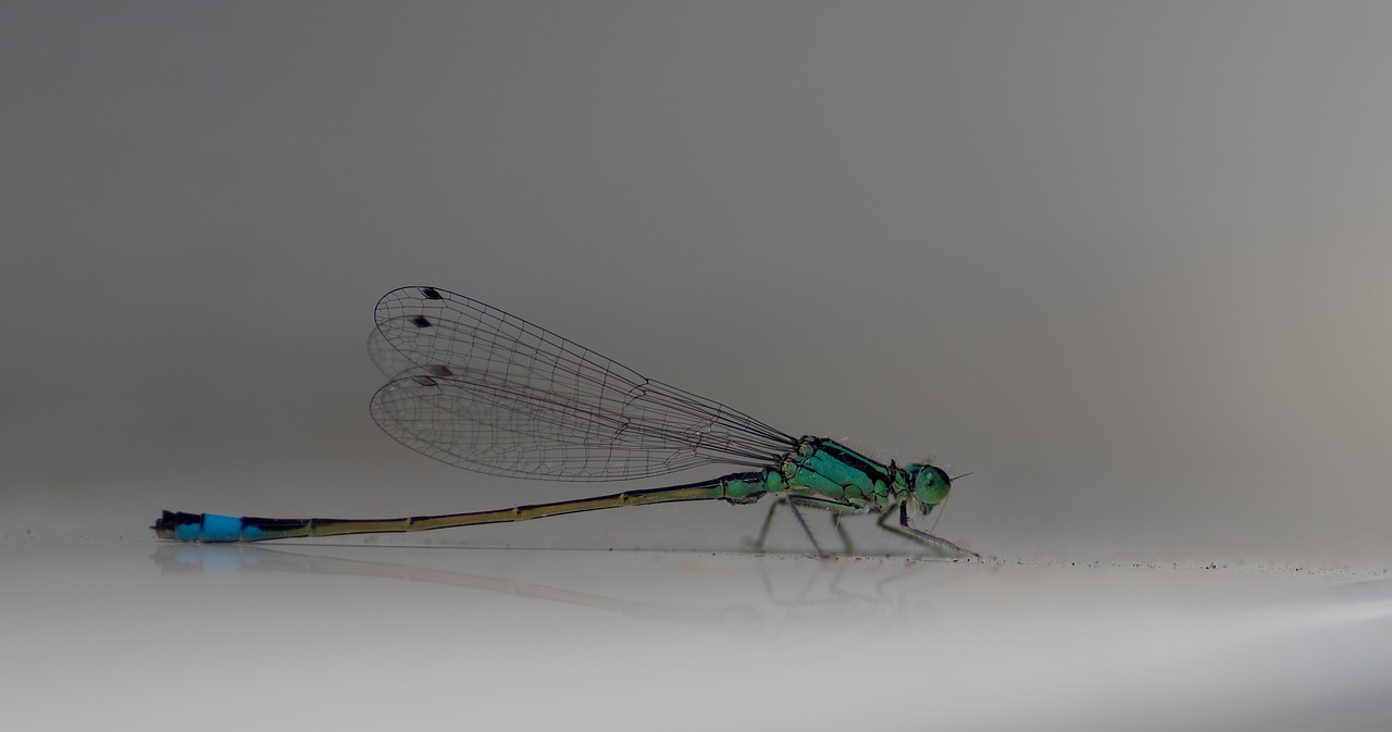 flying insect demoiselle dragonfly free photo