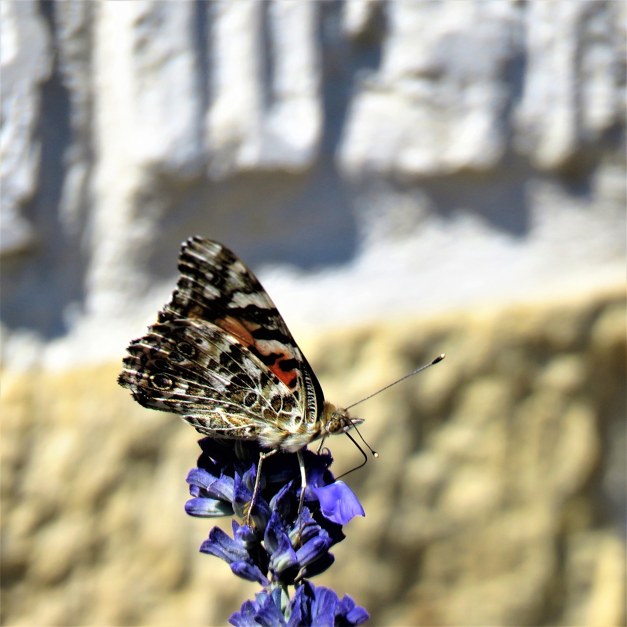 flying insect blue flower garden free photo