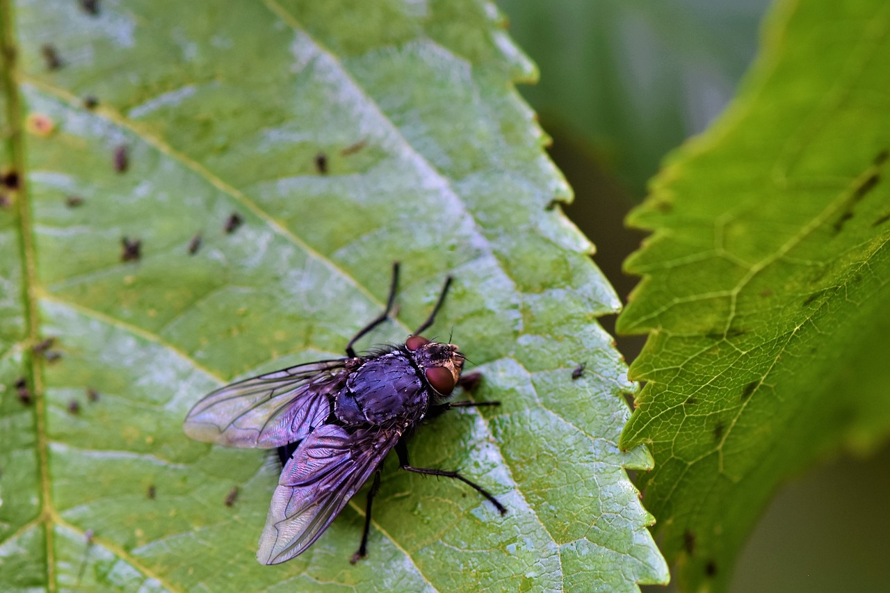 flying insect  fly  macro photo free photo