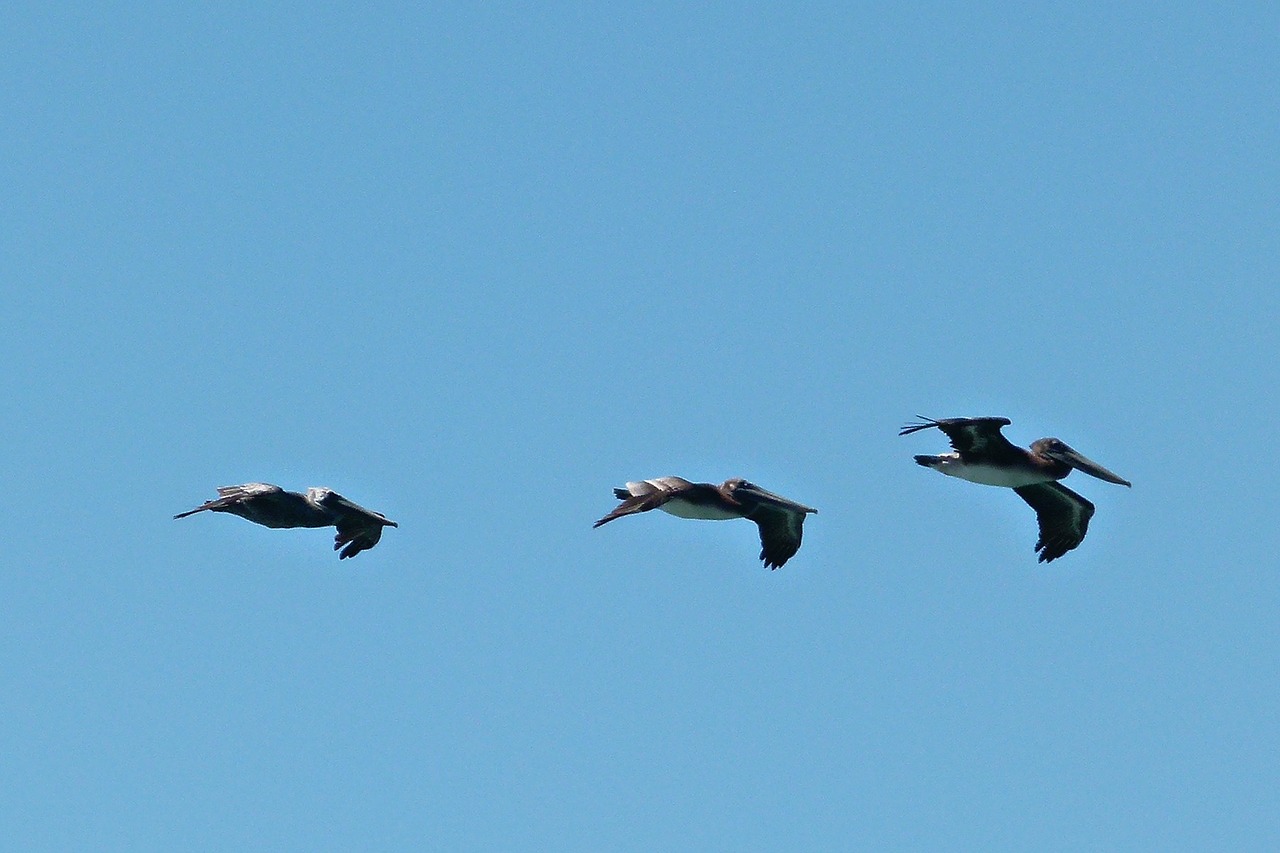 flying pelicans birds water free photo