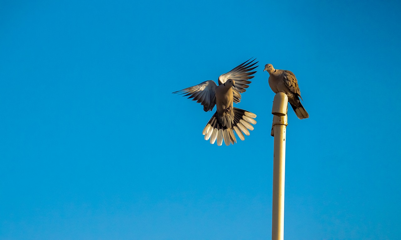 flying pigeon nature feather free photo