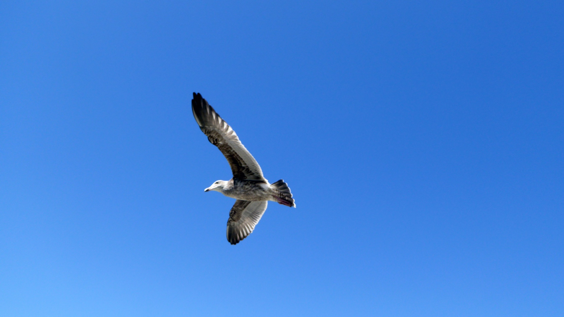 seagull bird birds free photo