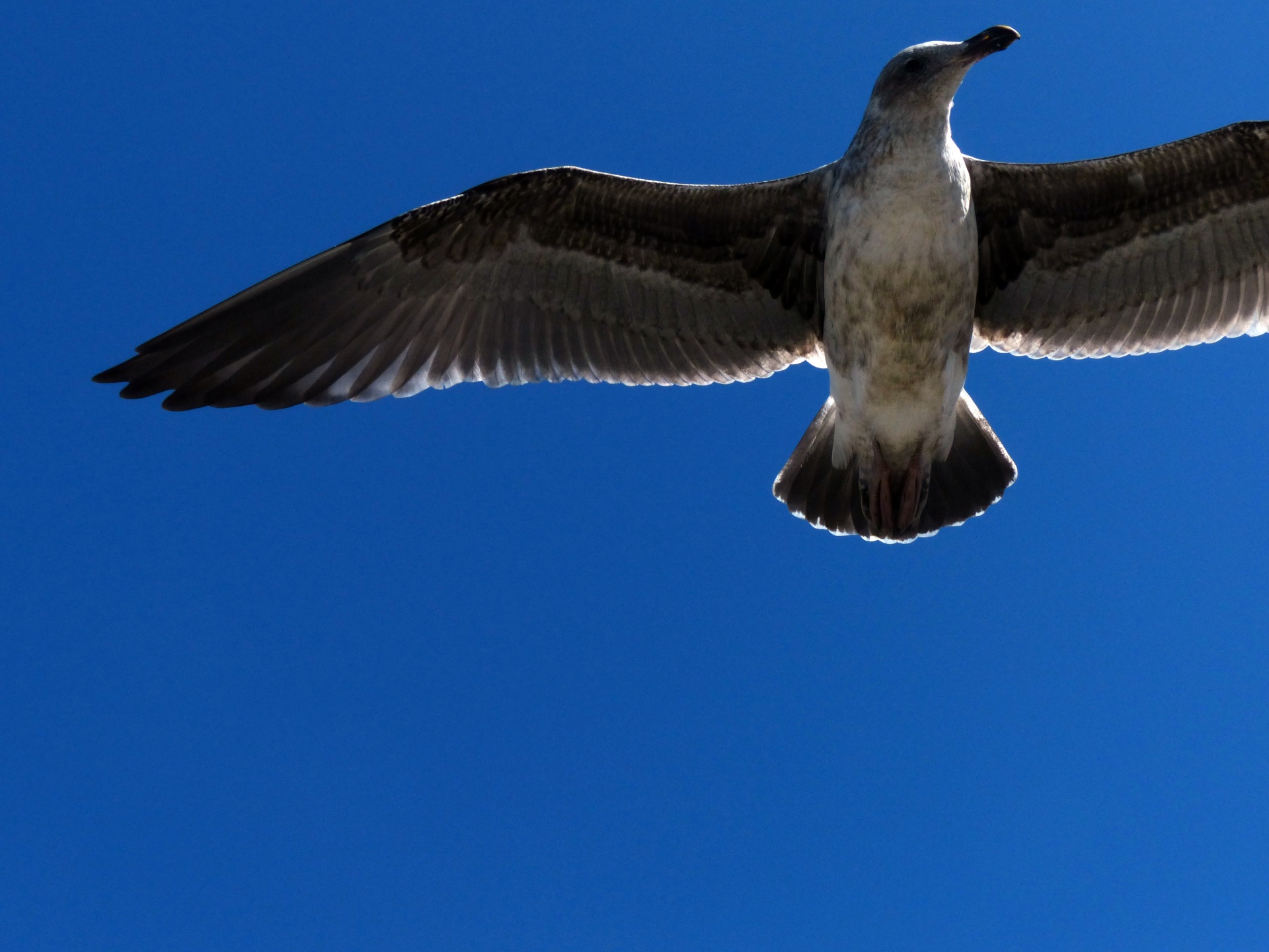 seagull bird fly free photo