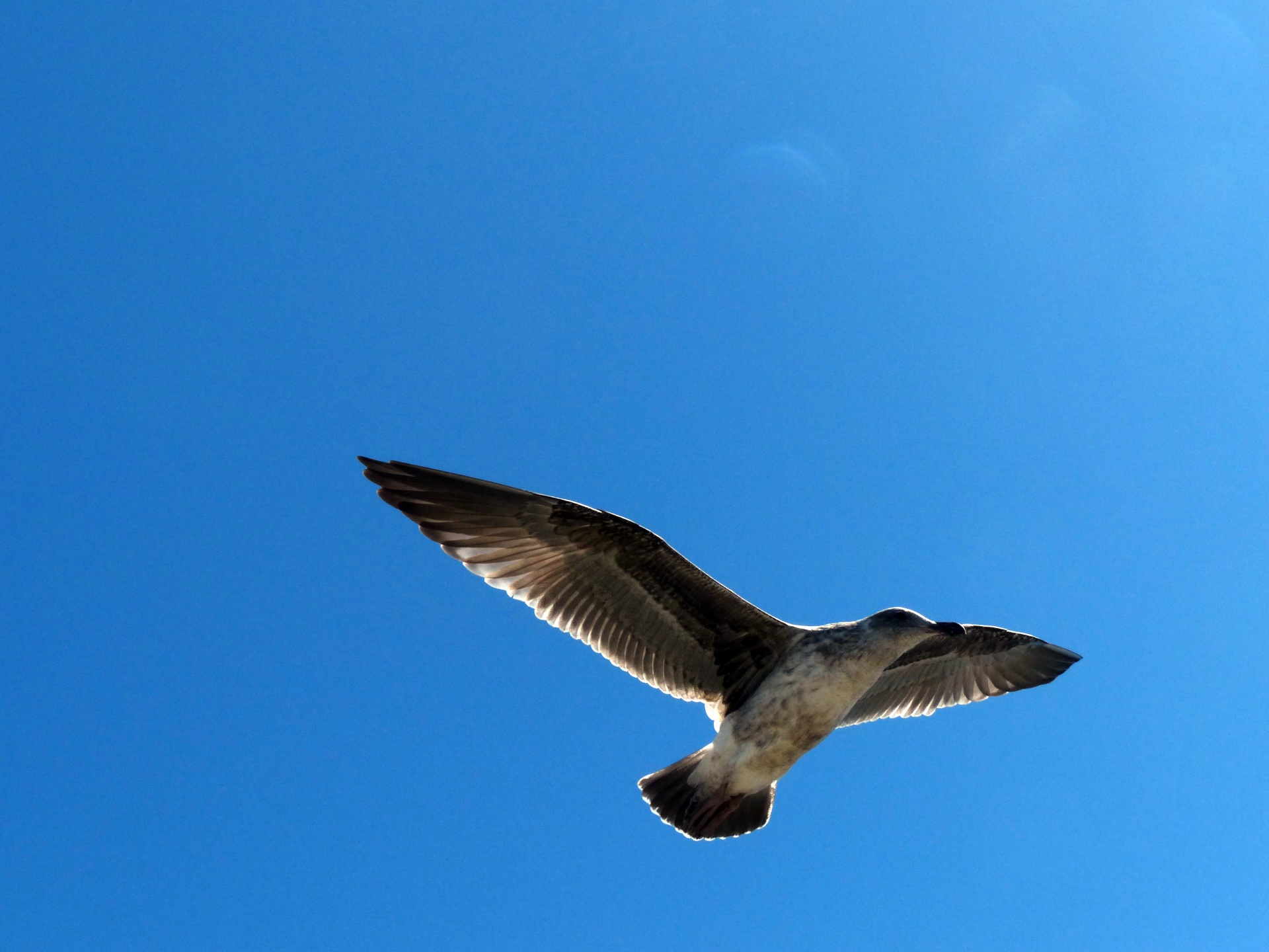 seagull bird fly free photo