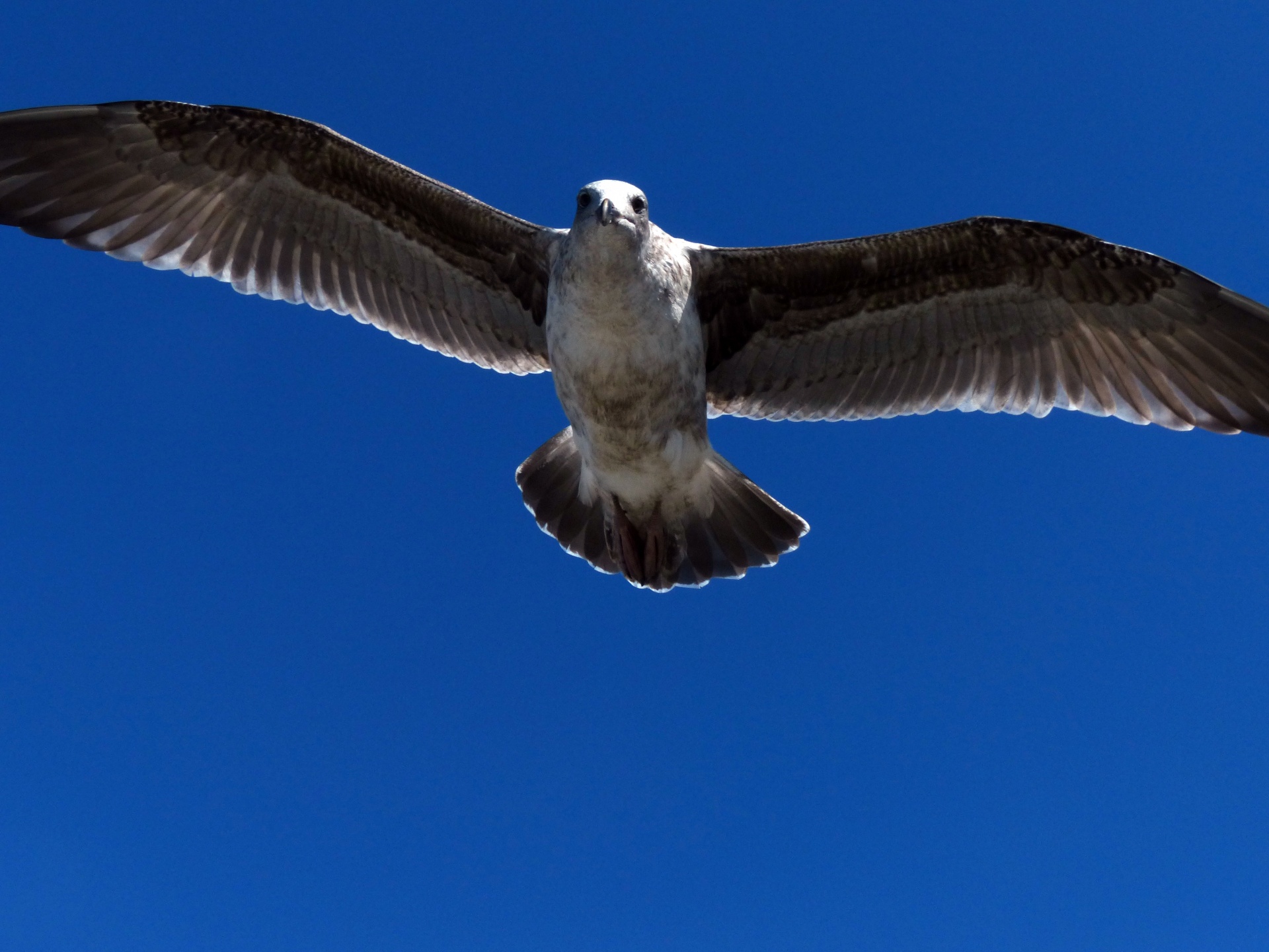 seagull bird fly free photo