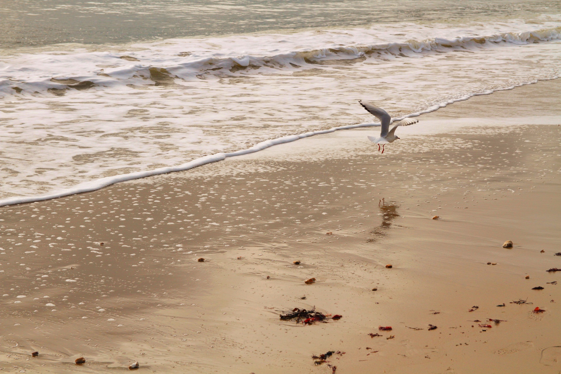 seagull sea beach free photo