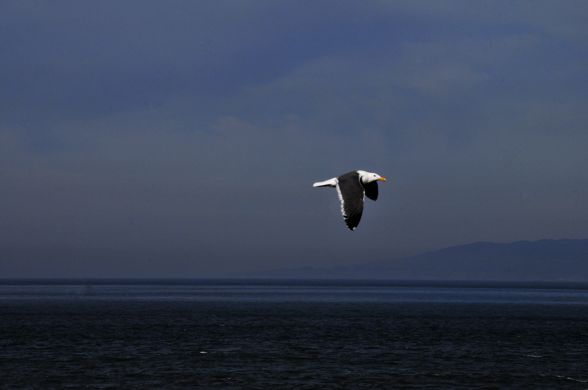 seagull bird birds free photo