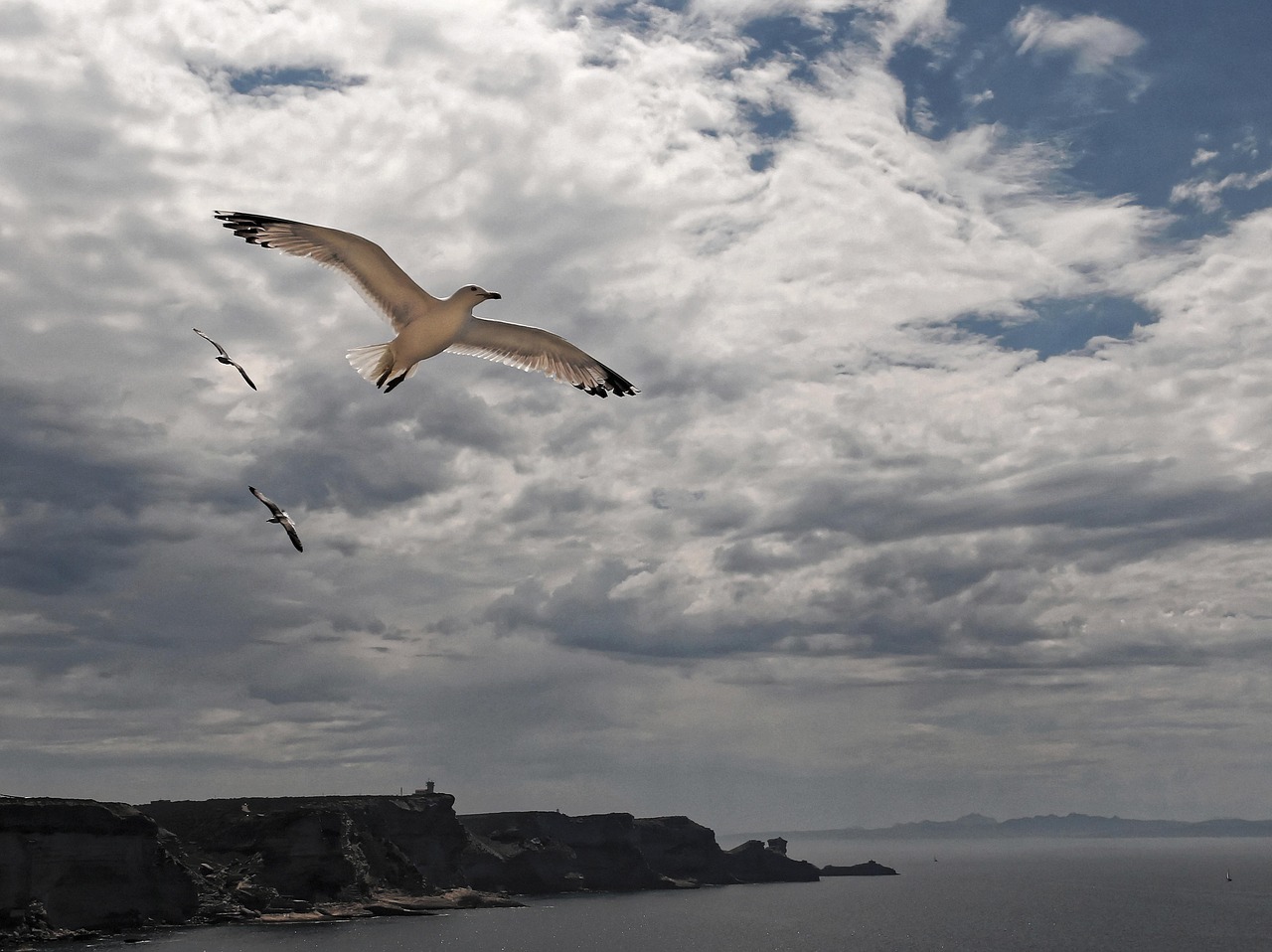 flying seagull mouth of bonifacio corsican free photo